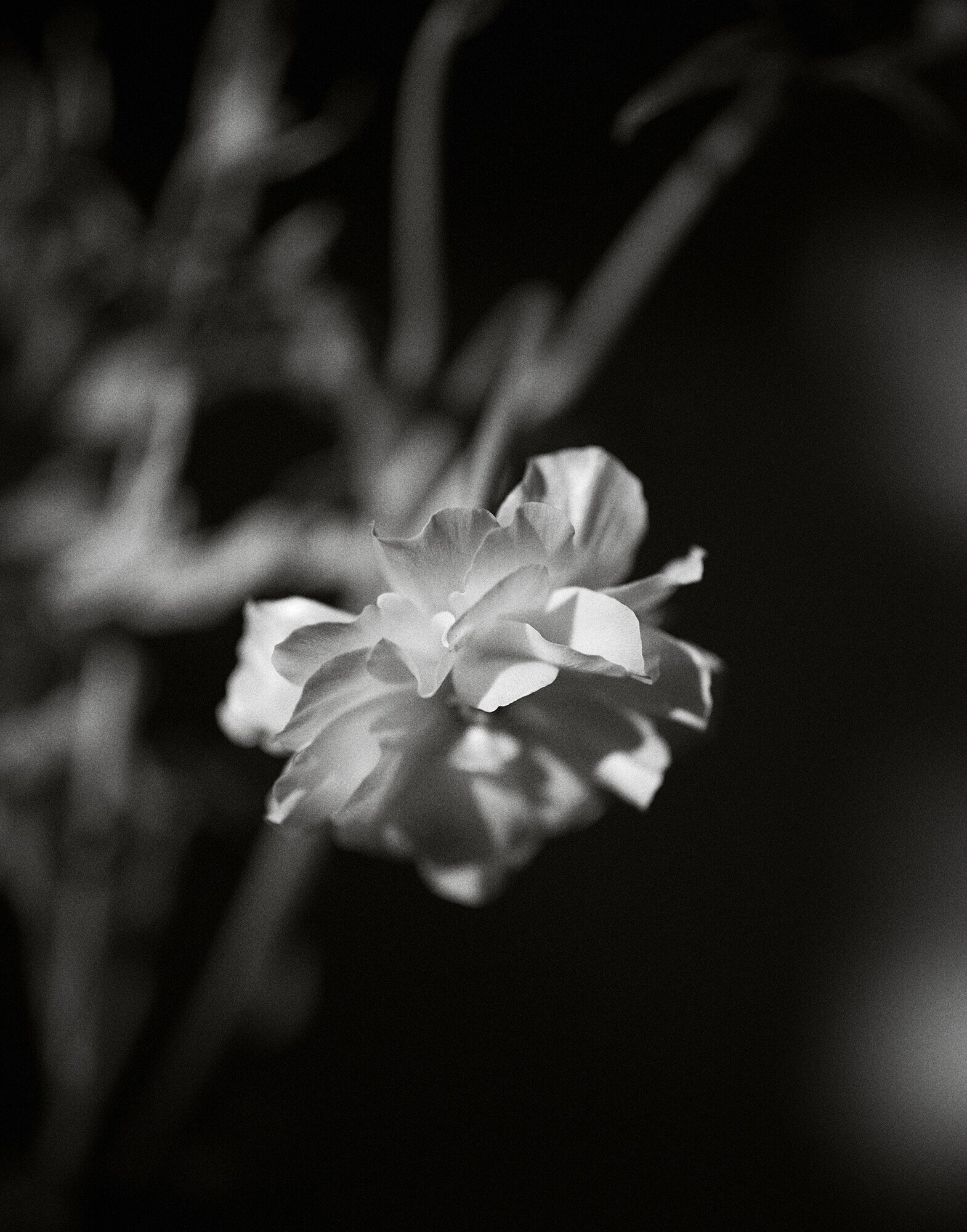 Persian Buttercup