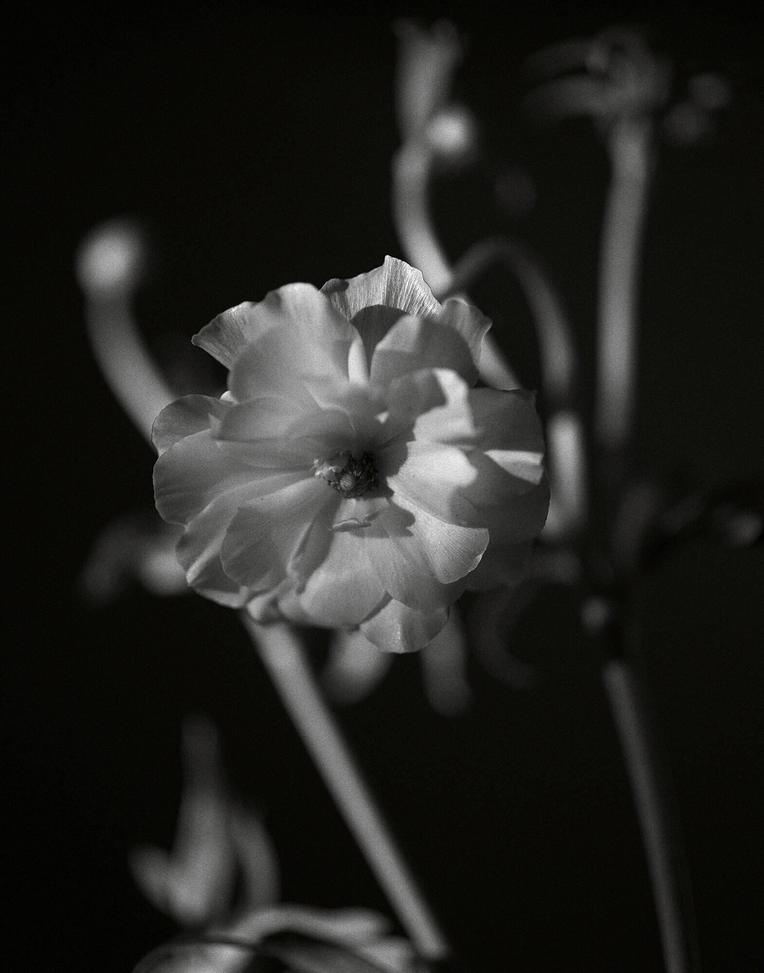 Persian Buttercup