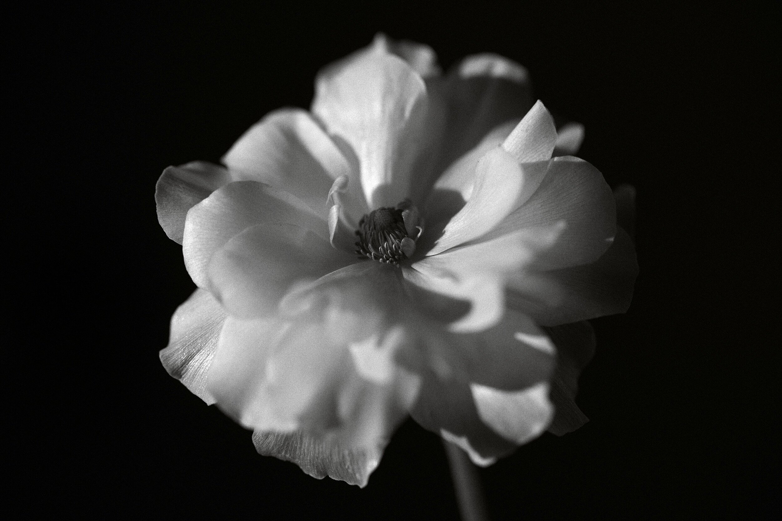 Persian Buttercup 