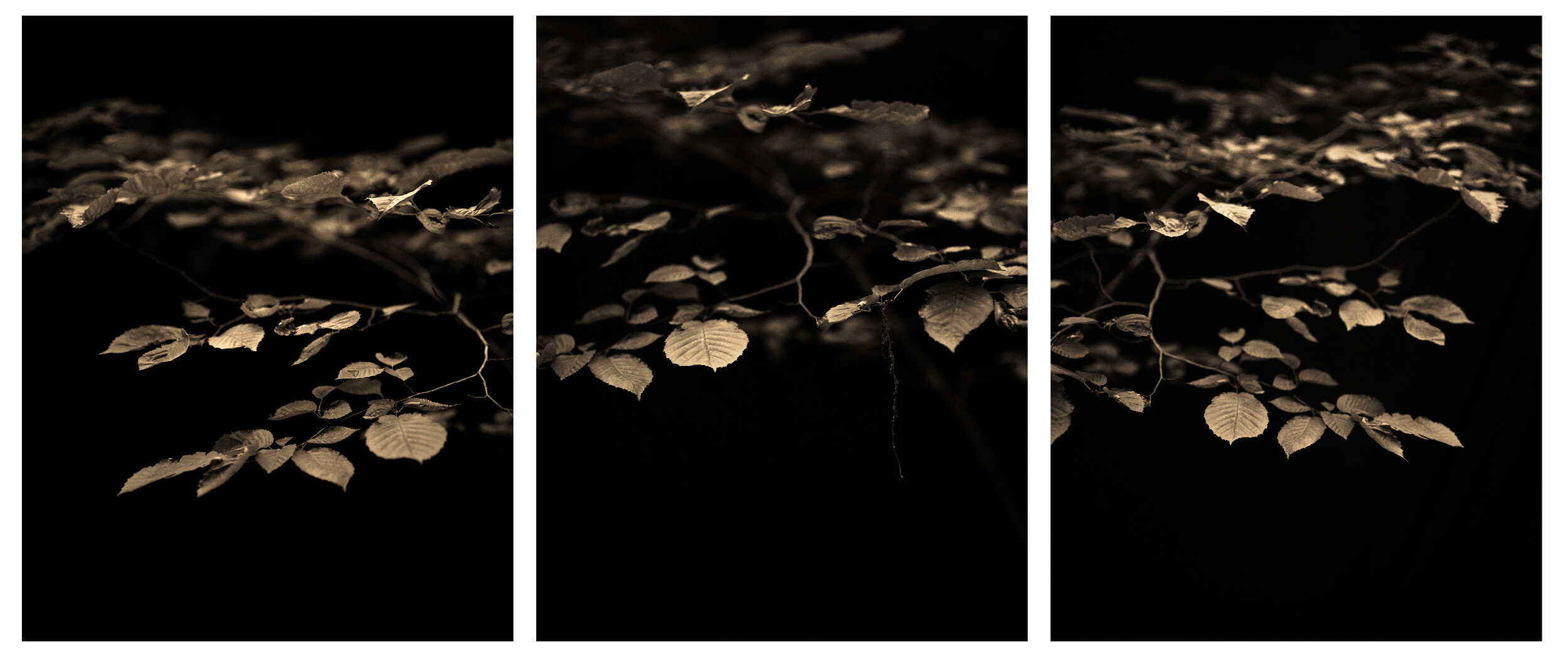 American Beech Series Triptych