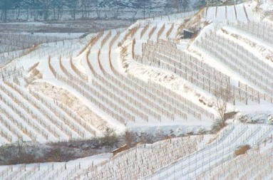 Brunn Vineyard.png