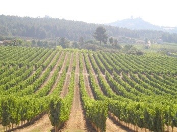 Balnea vineyard.jpg