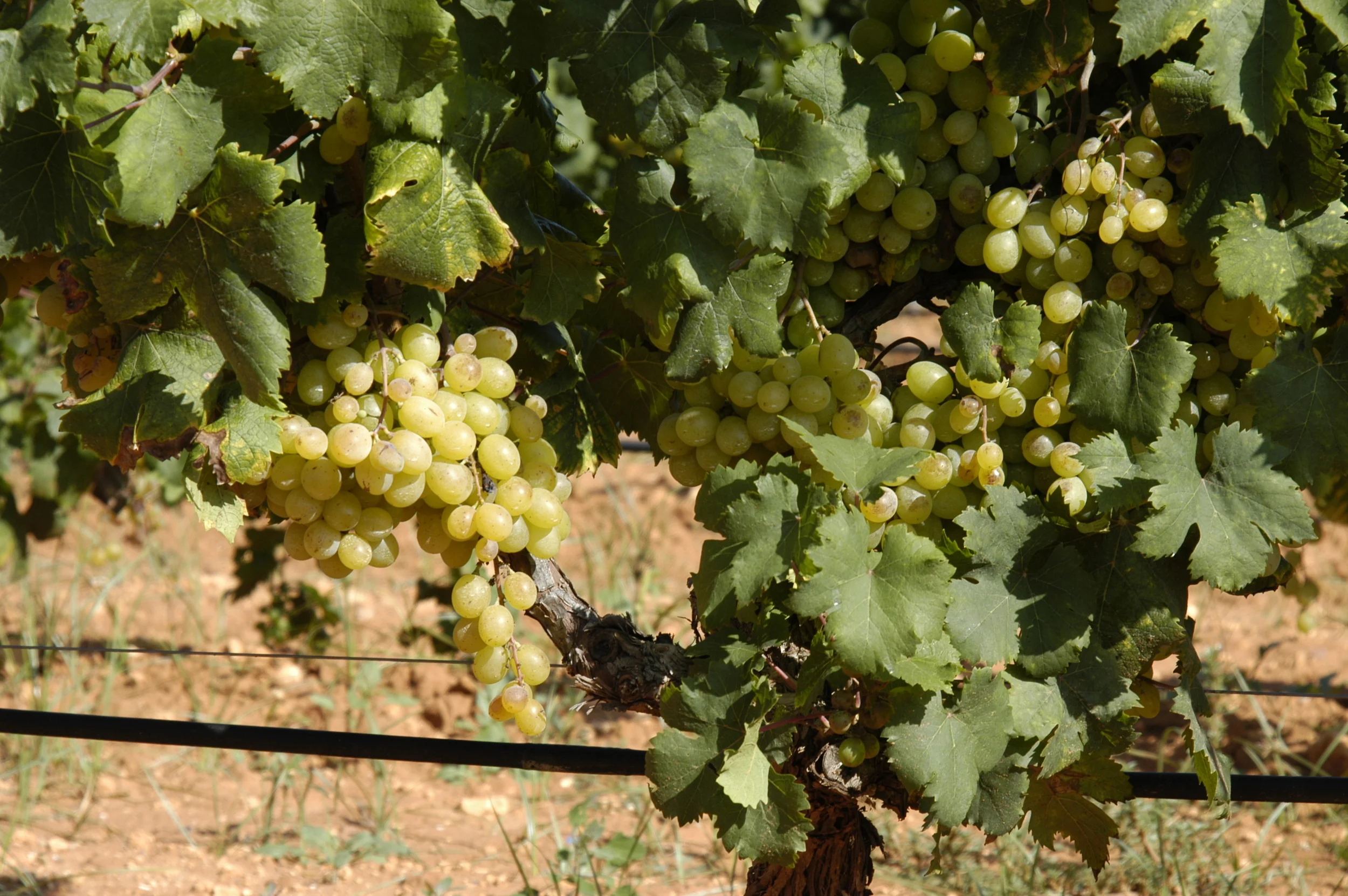 moscatel viña 01.jpg