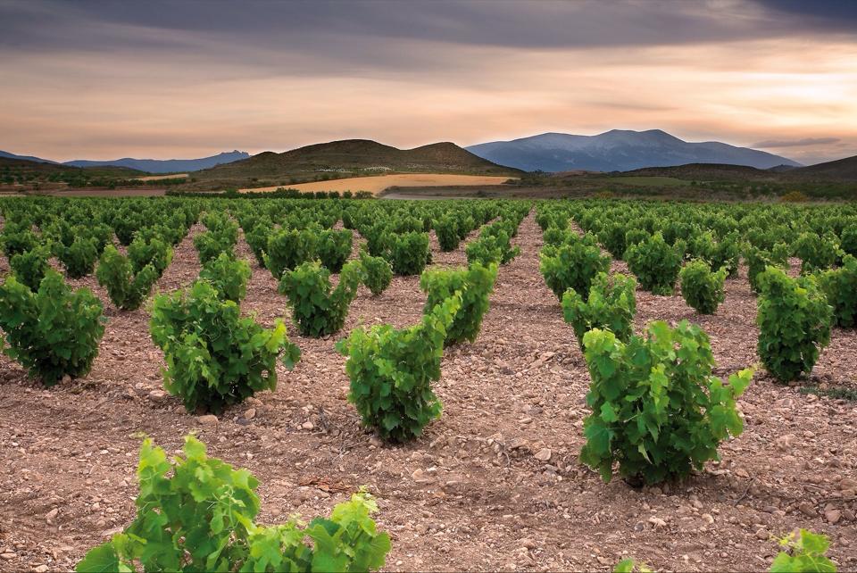 Bush vines in summer
