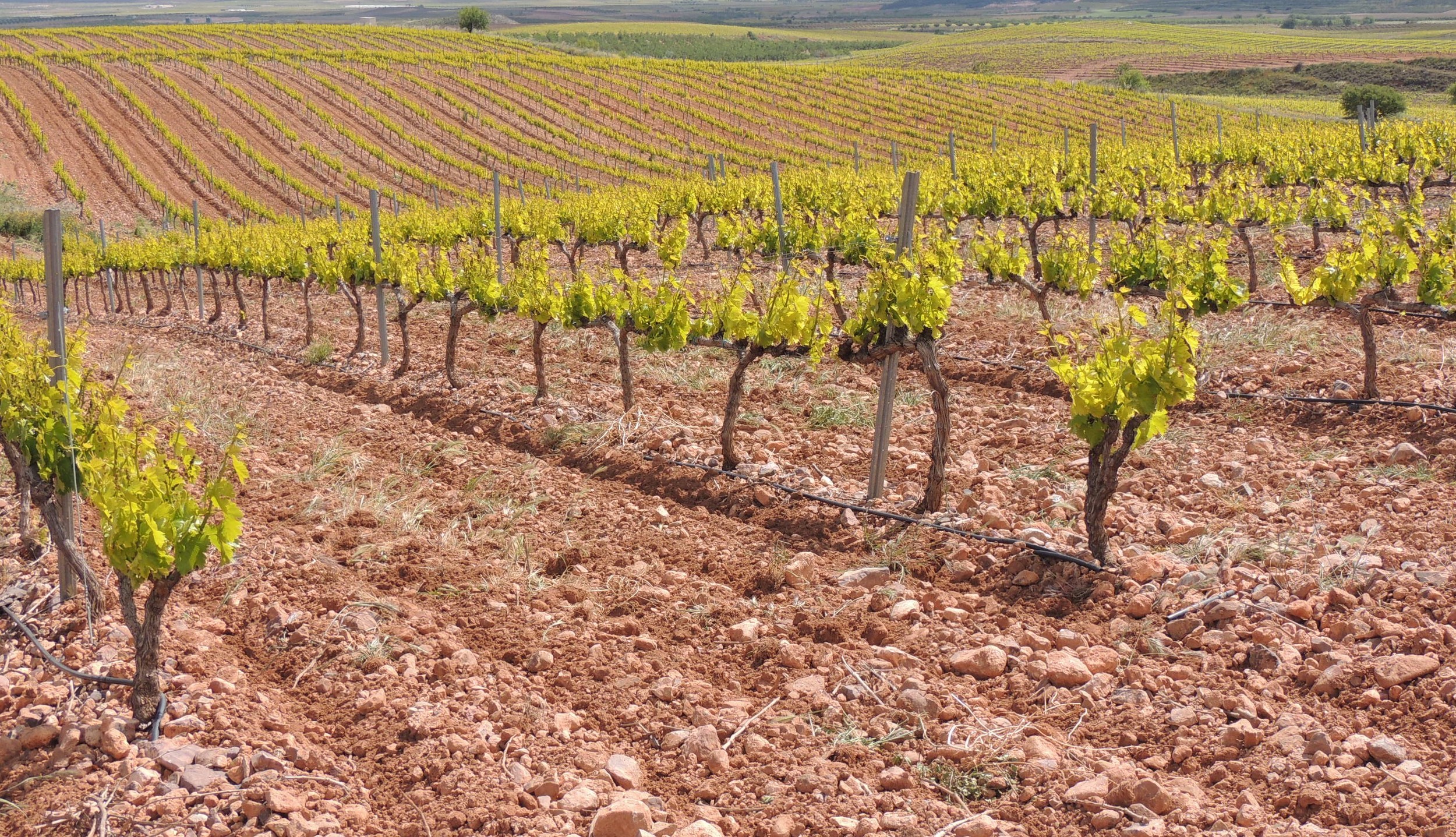 Vineyards in spring