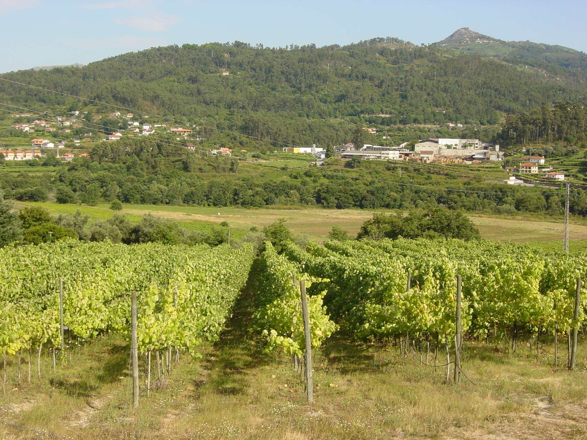 vineyard.JPG