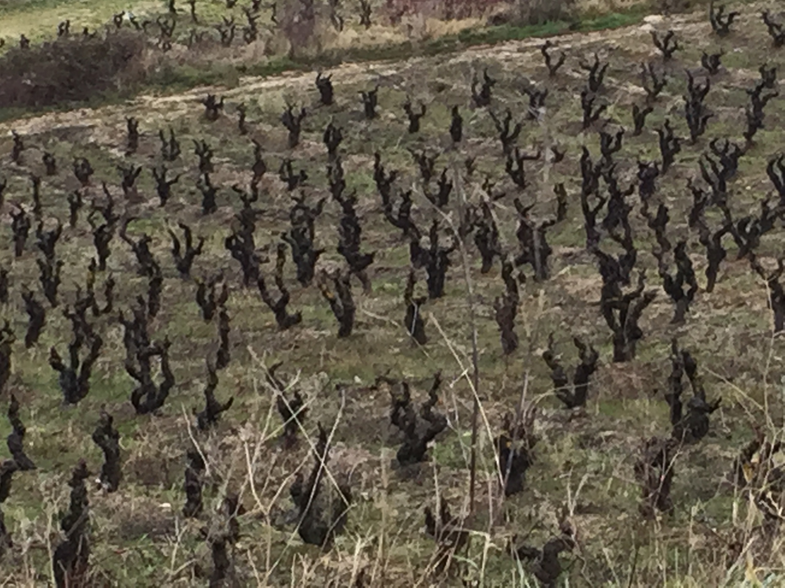 15 Hectares of Dry Farmed Bush VInes