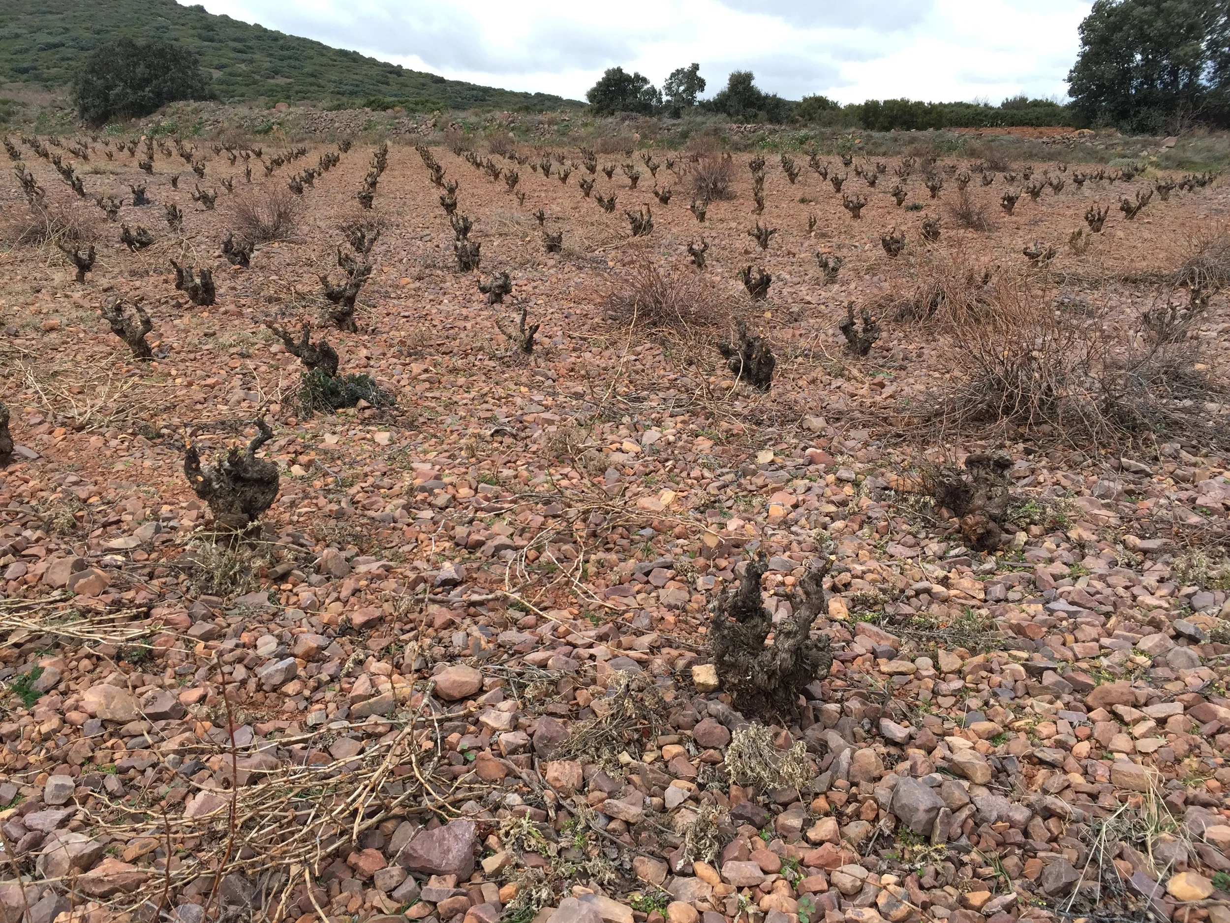 Bush vines in winter