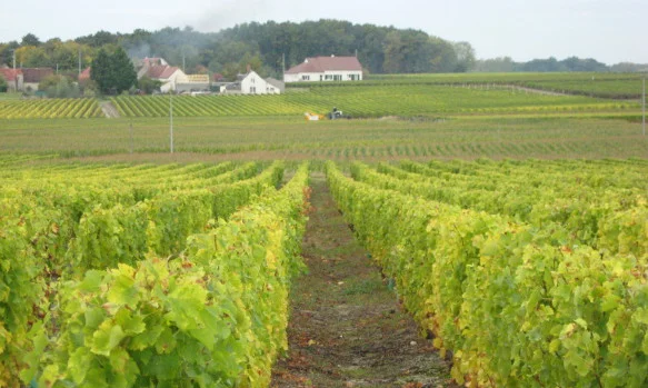 Domaine_du_Pre_Baron vineyard.jpg