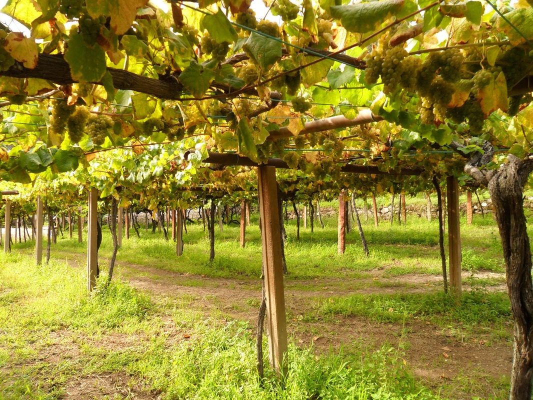 Vineyard closeup.jpg