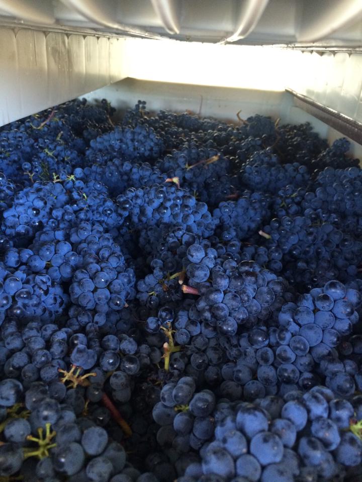 Grochau Cellars grapes.jpg