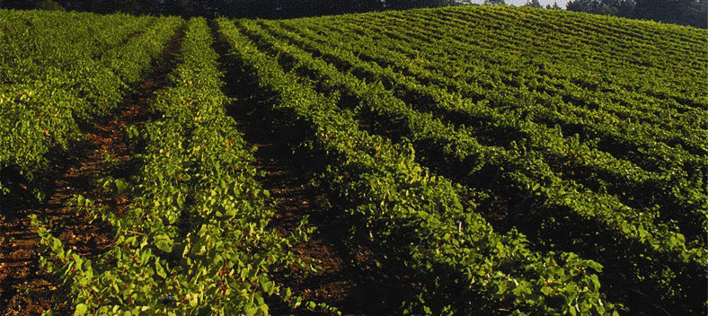 Lacueva vineyard 1.jpg