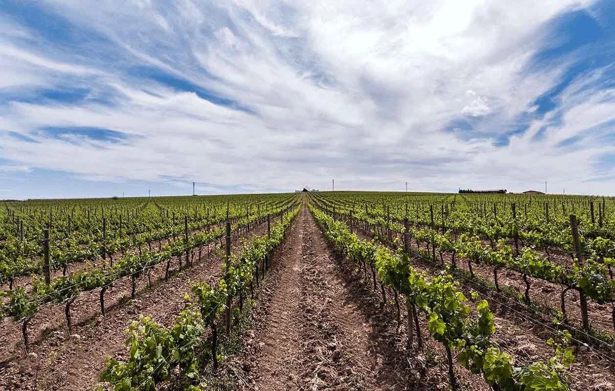 Sommos vineyard, winery in distance.jpg