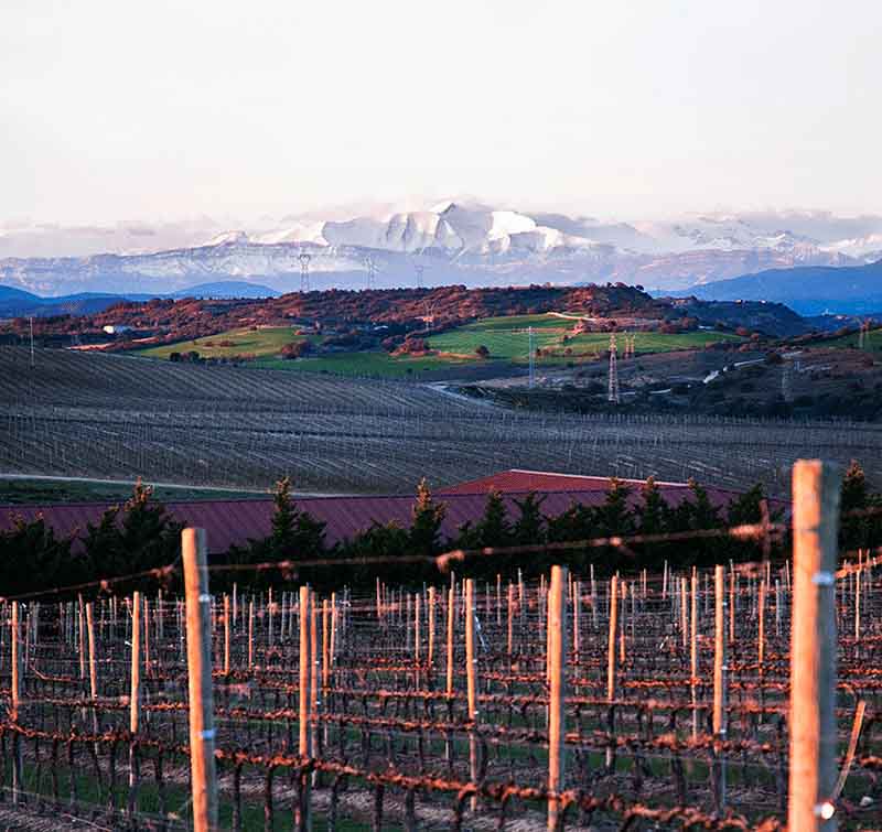 Sommos vineyards, mountains in distance.jpg