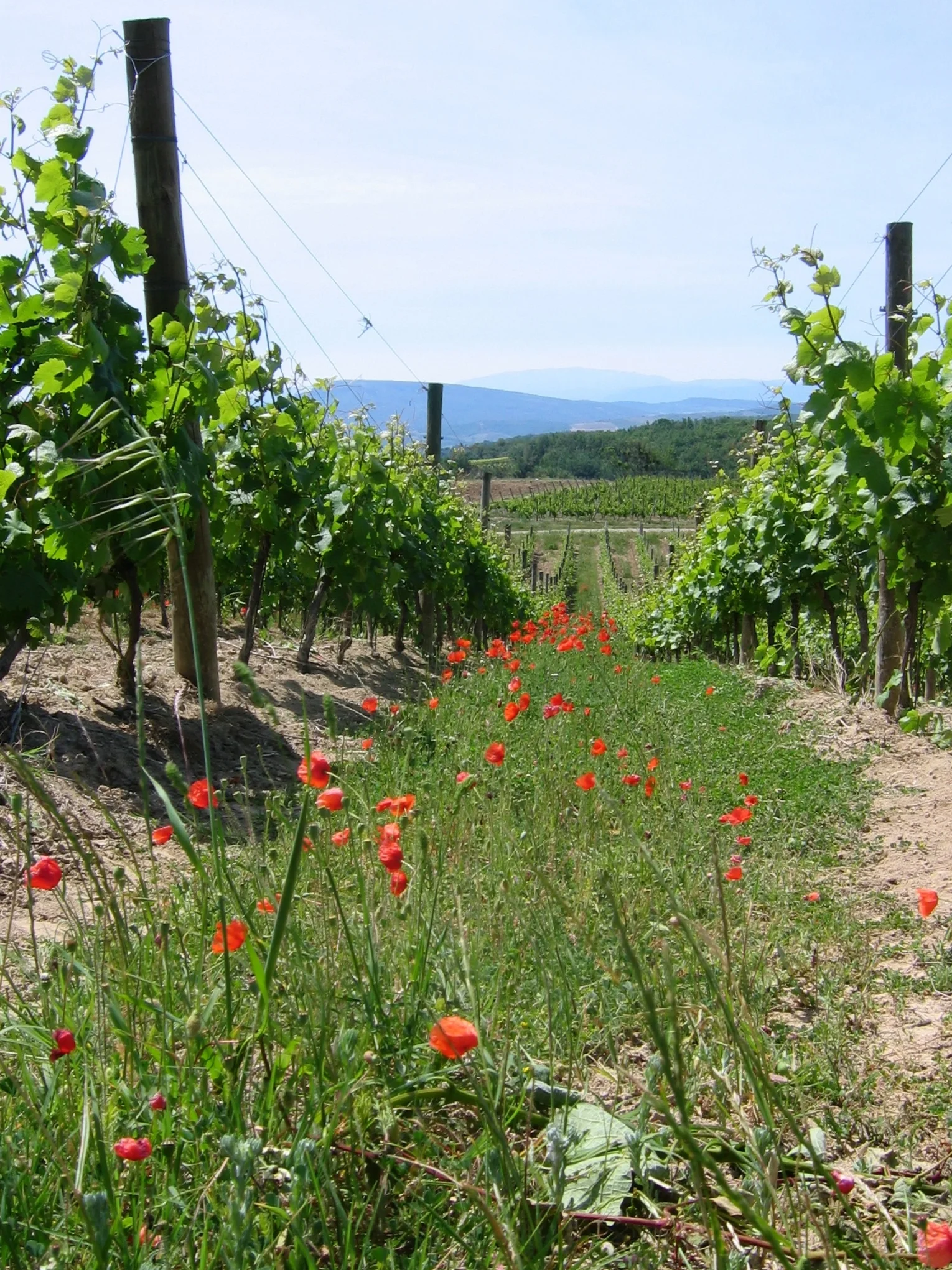 Native wildflowers growing between the rows