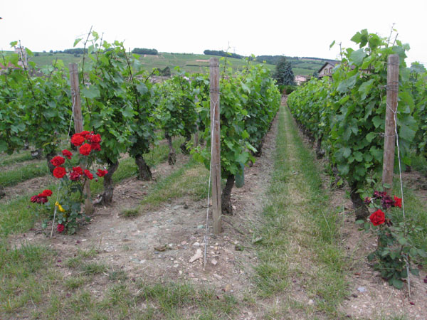 Domaine Dutron vineyard roses.jpg