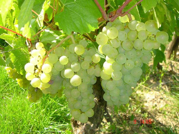 Domaine Dutron grape clusters.jpg