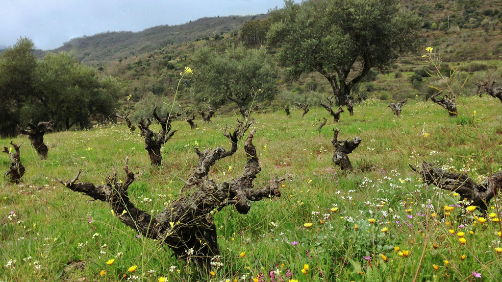 Cambrico old vine in field.jpg