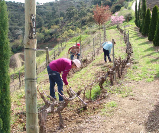 Working the vineyard 2 cropped.jpg