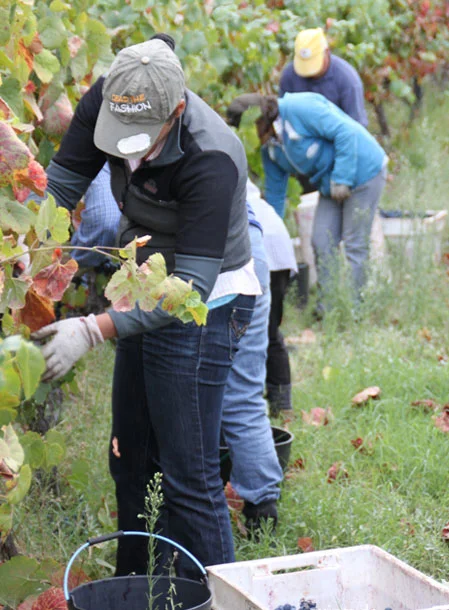 Hand harvesting cropped.jpg