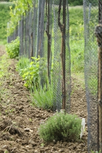 Mehofer herbs in vineyard.jpg