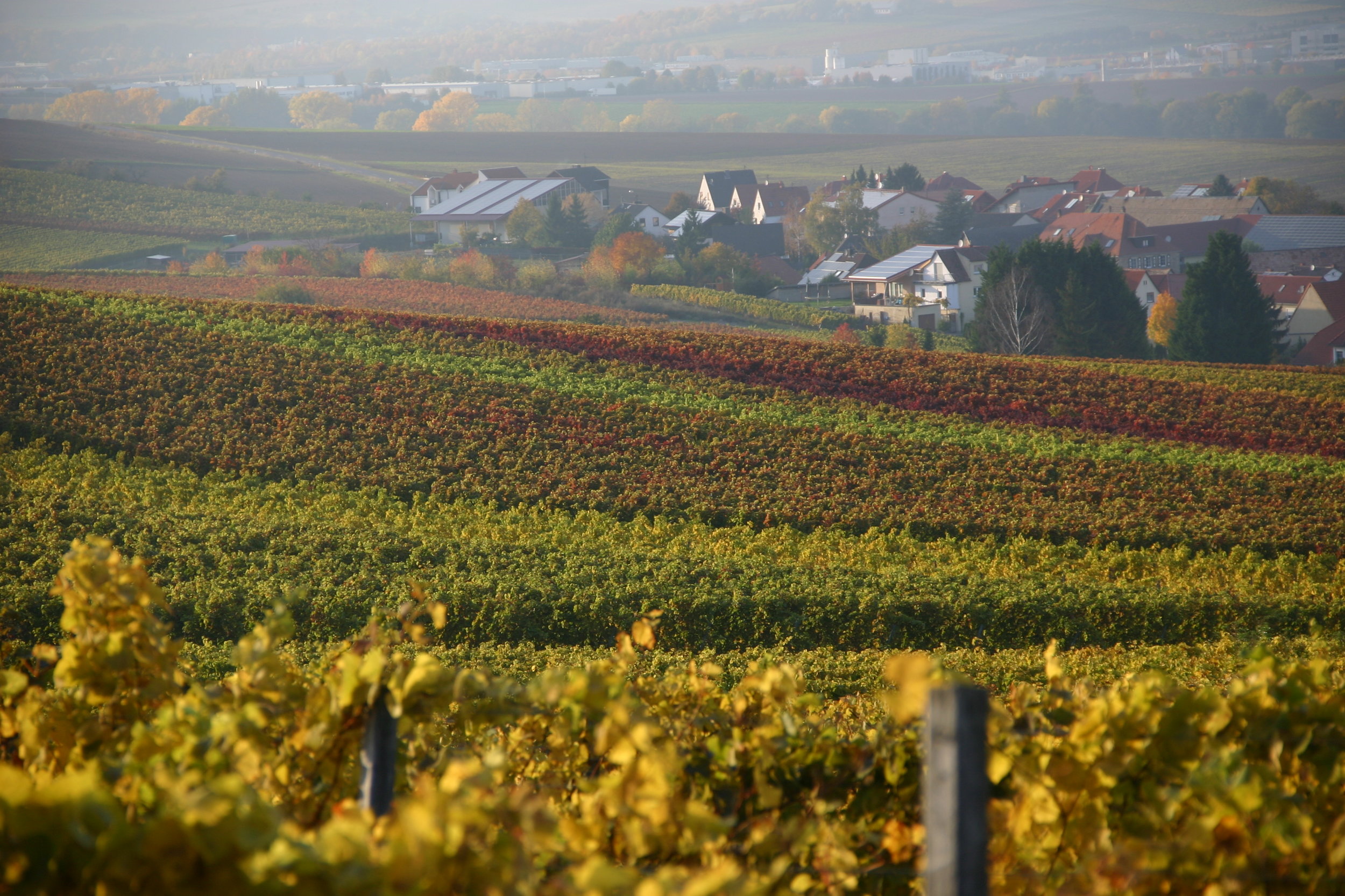 View of the vineyards.JPG