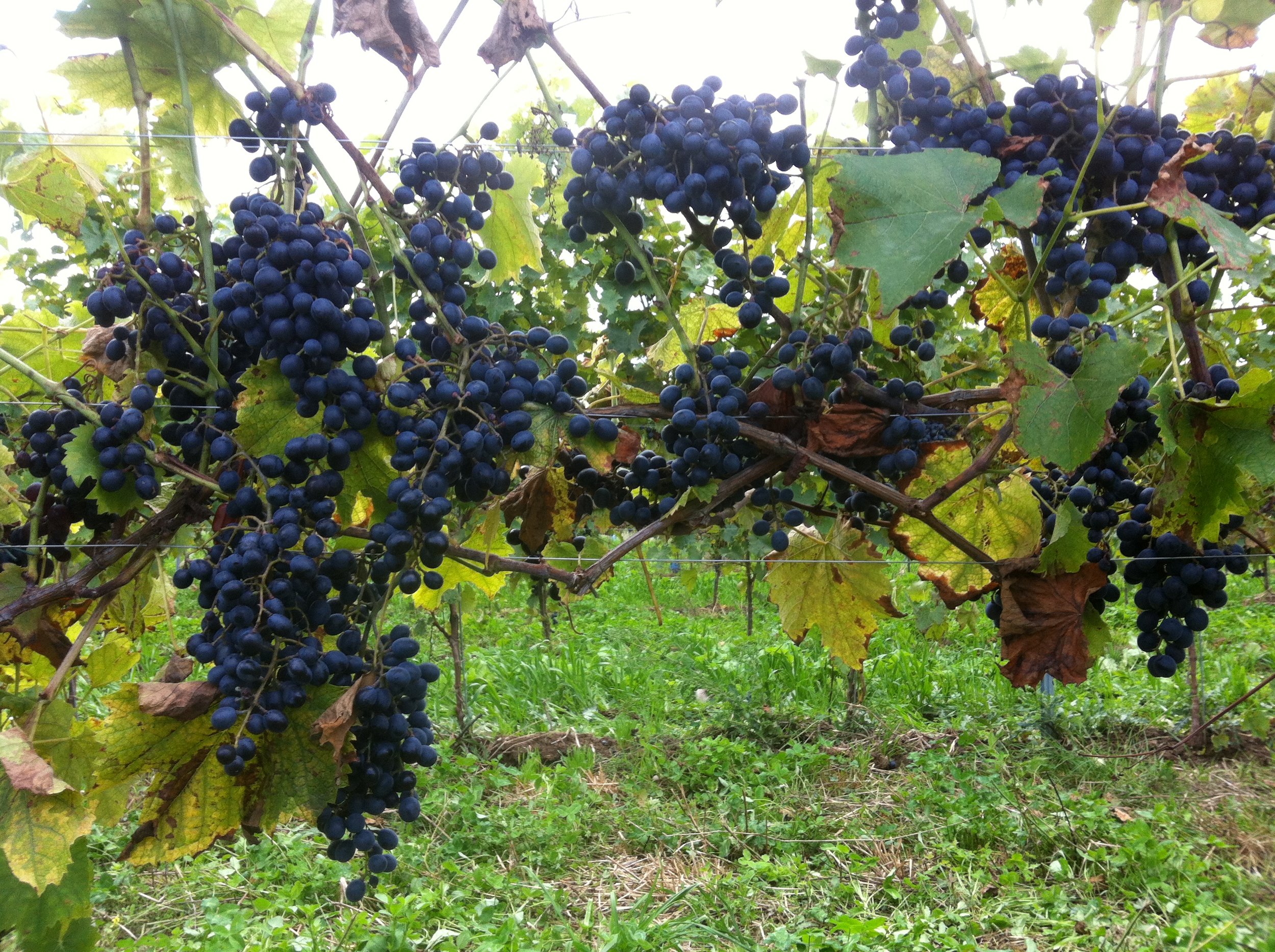 Gustavshof red grapes.JPG