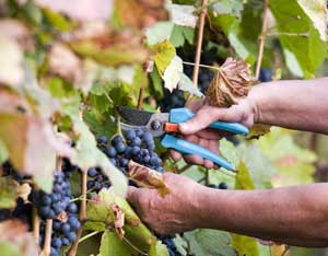 Vignoble Denis close-up of harvest.jpg