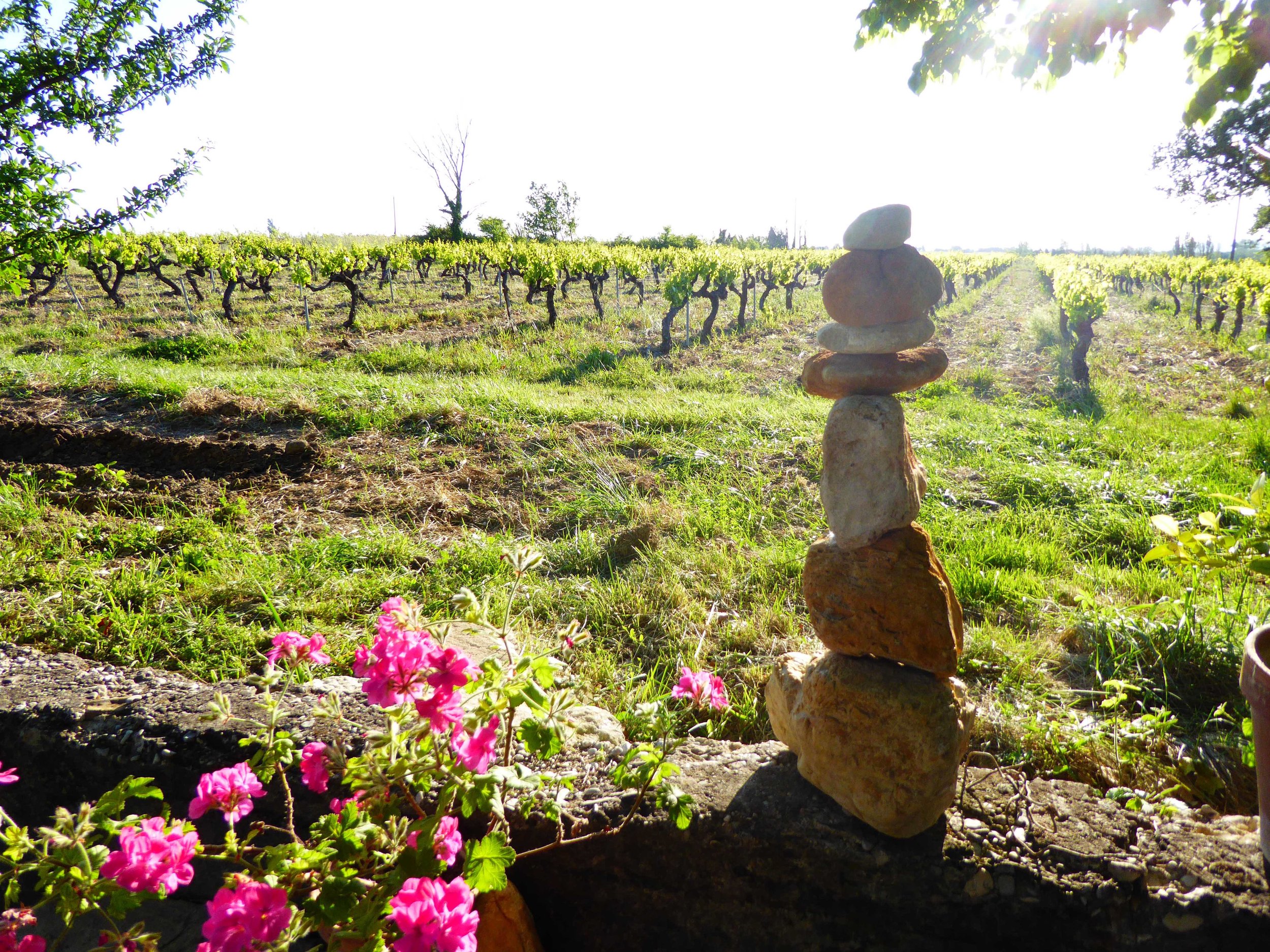 Vineyard in summer.jpg