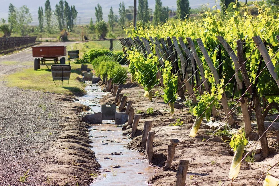 Compuertas end of rows.jpg