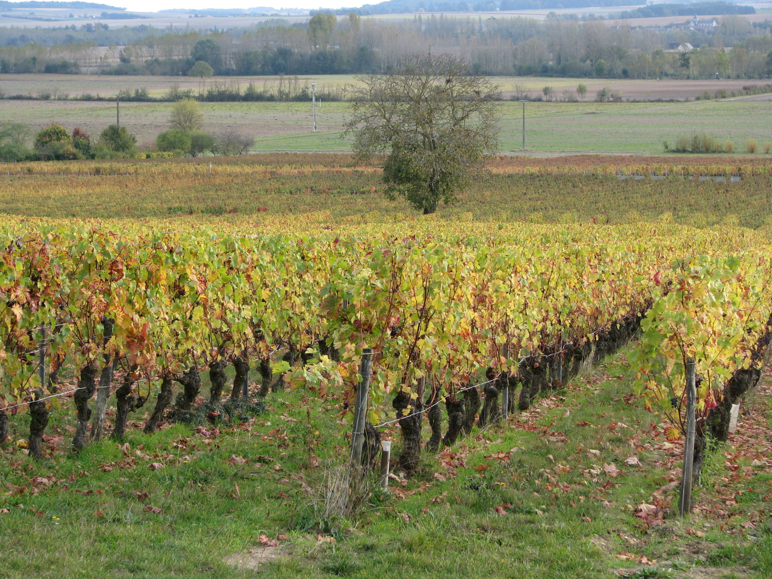 L'Arpenty vine in autumn.JPG