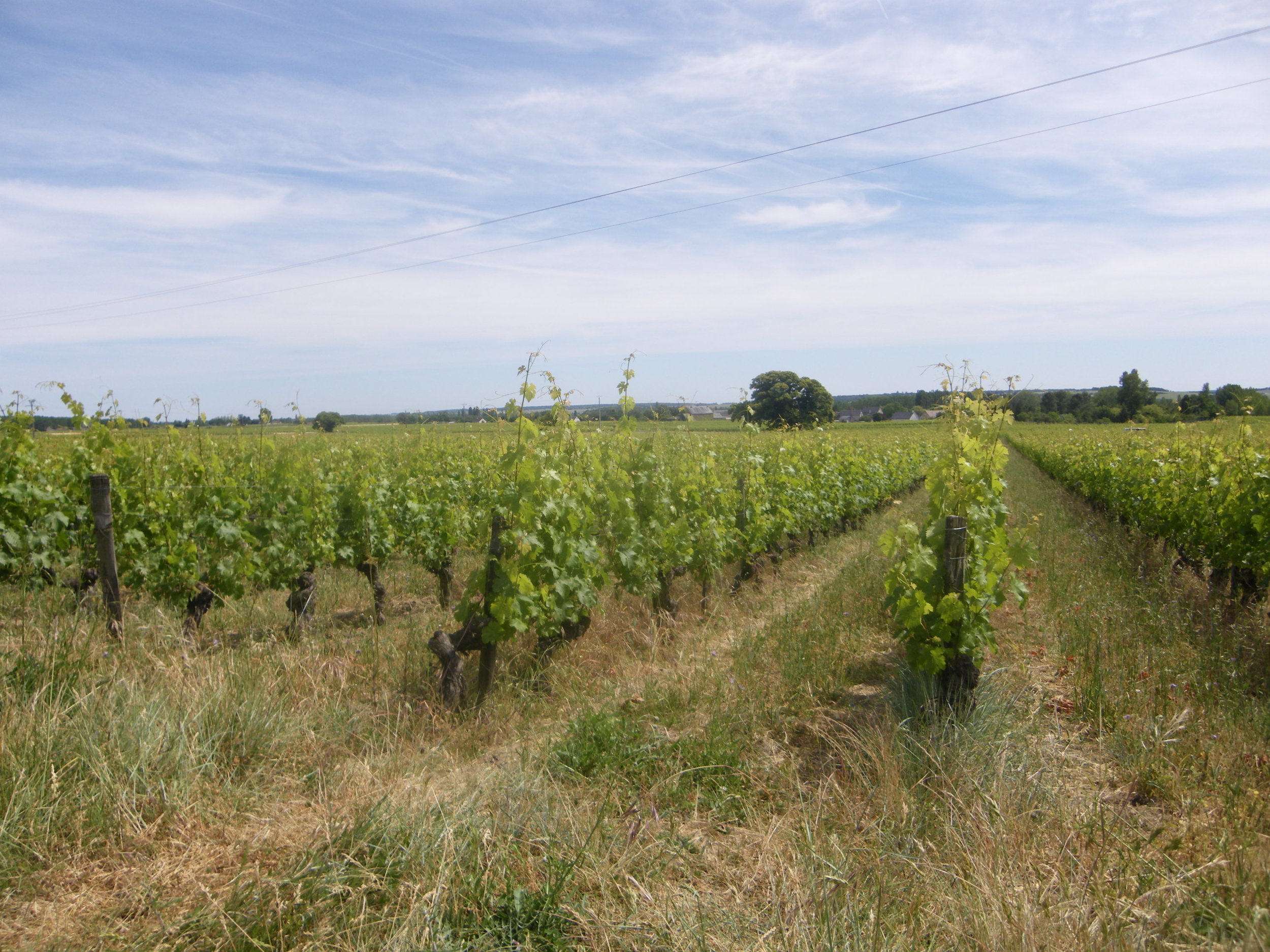 L'Arpenty vineyard in summer.JPG