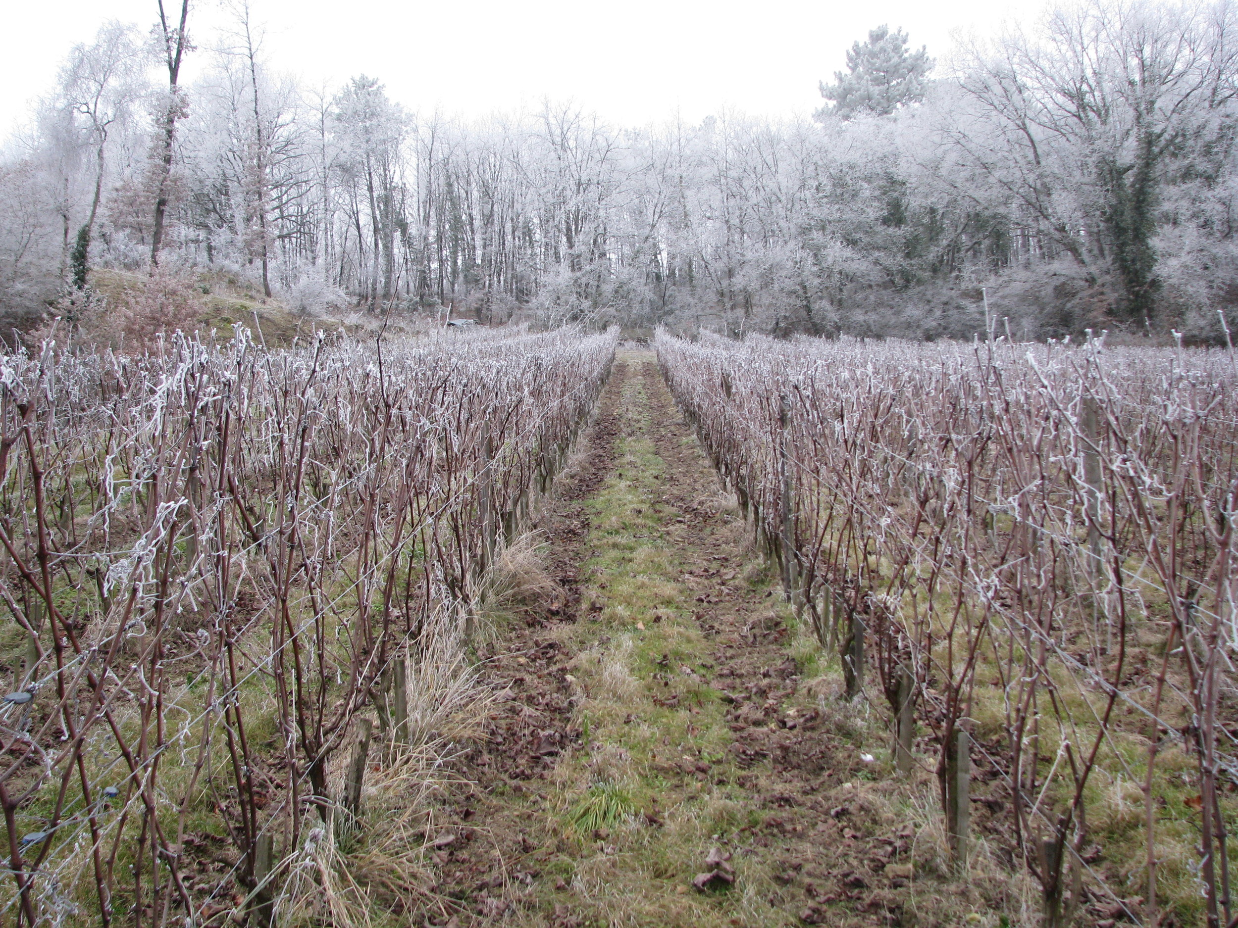 L'Arpenty vineyard in winter.JPG
