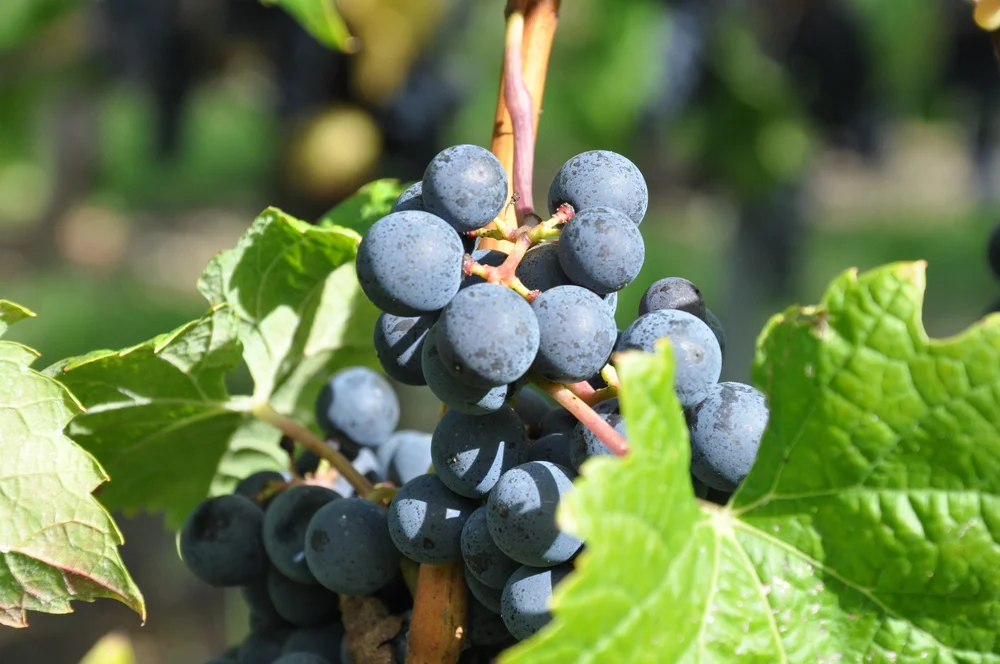 Chateau Croix des Gentis — The Artisan Collection
