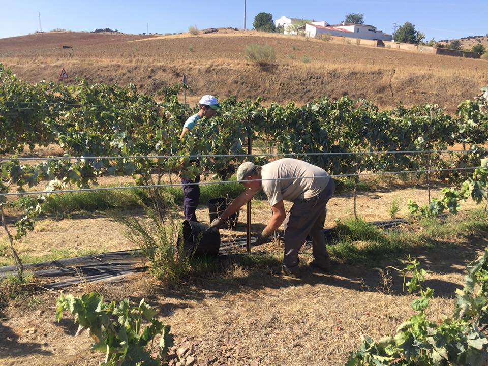 Harvest 2.jpg