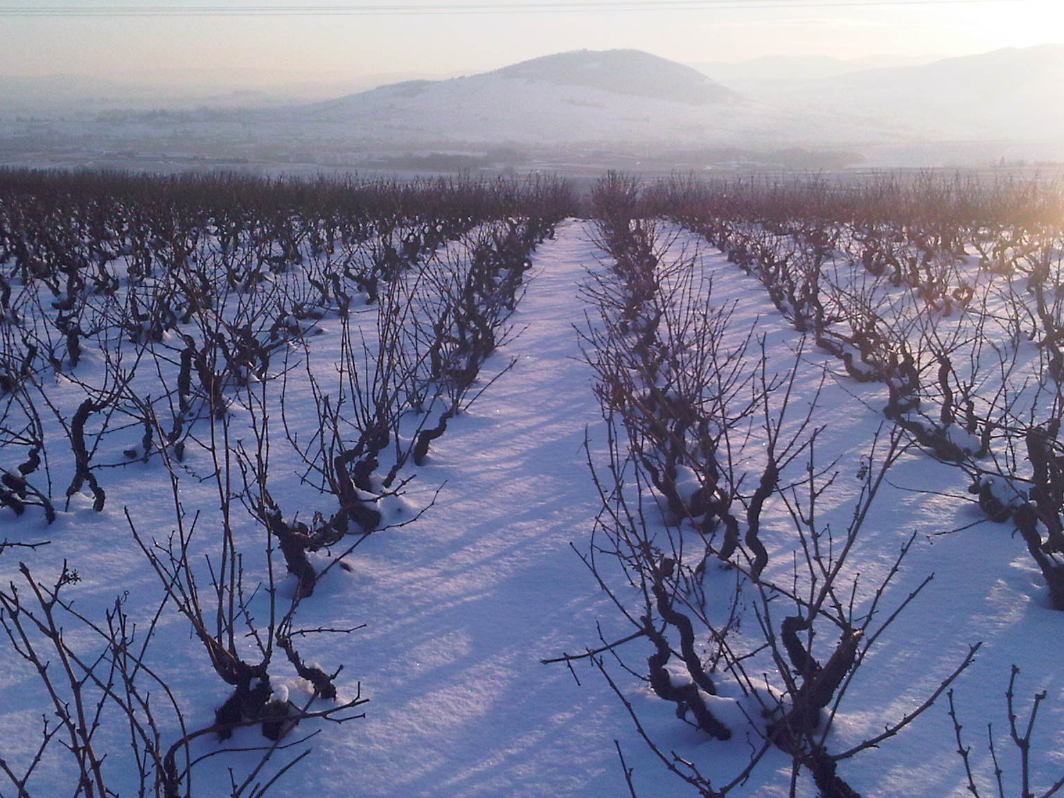 Vines in Winter.jpg