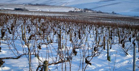 Vineyards in winter.jpeg