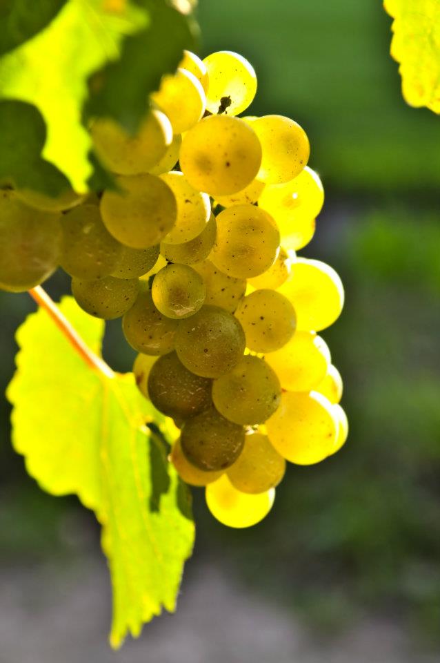 Ripe Chardonnay grapes