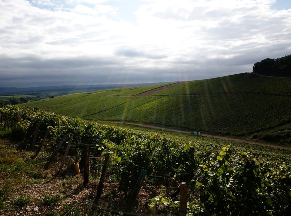 Vineyards after a storm.jpg