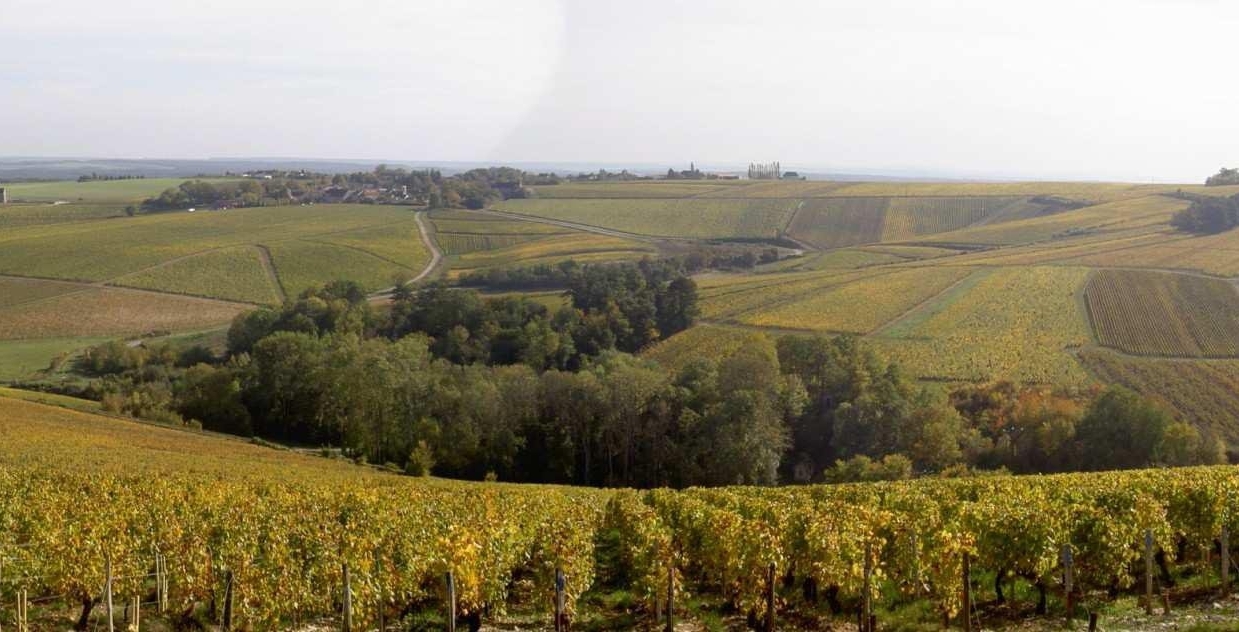 Vineyards panorama.jpg