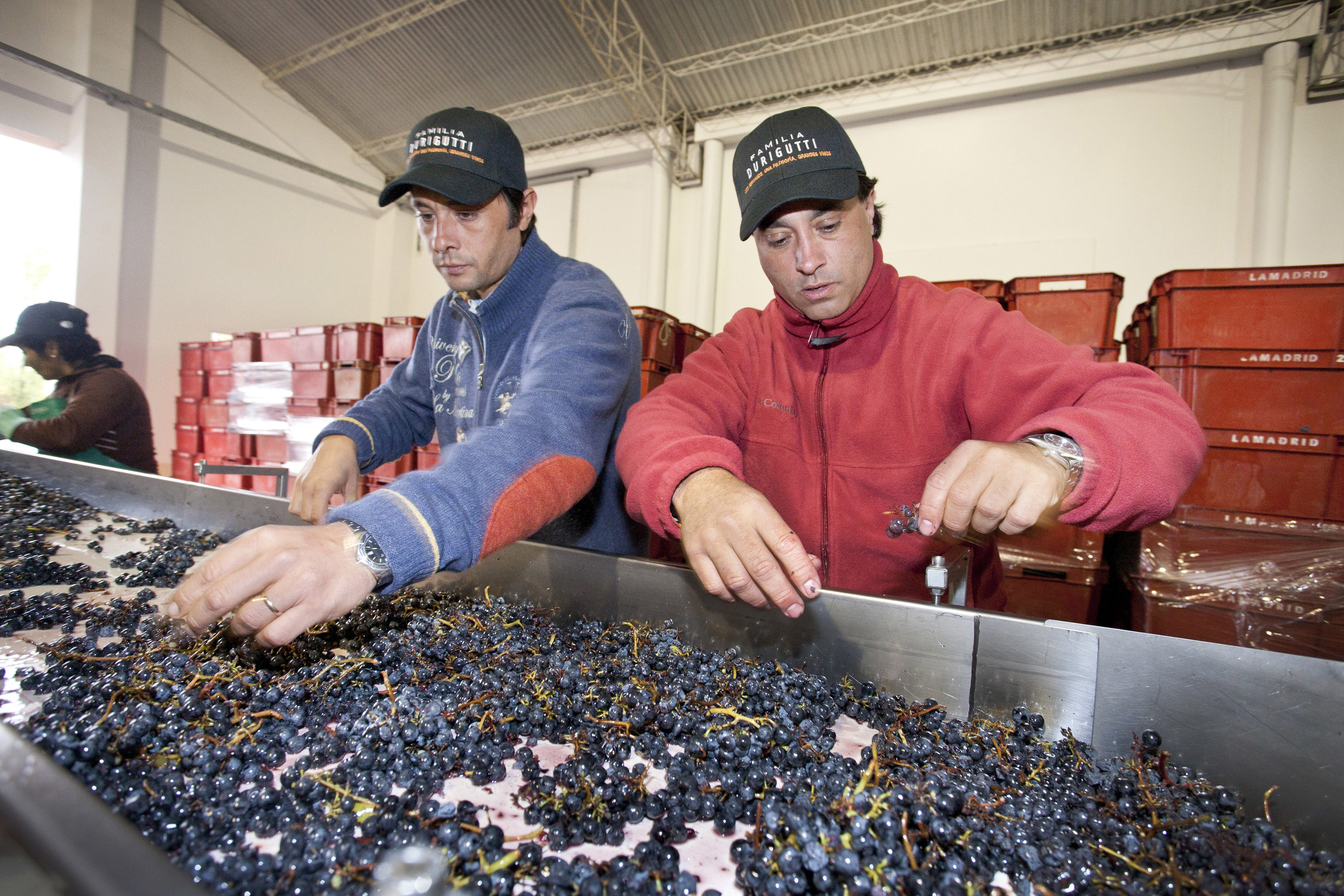 Grape sorting 2.jpg