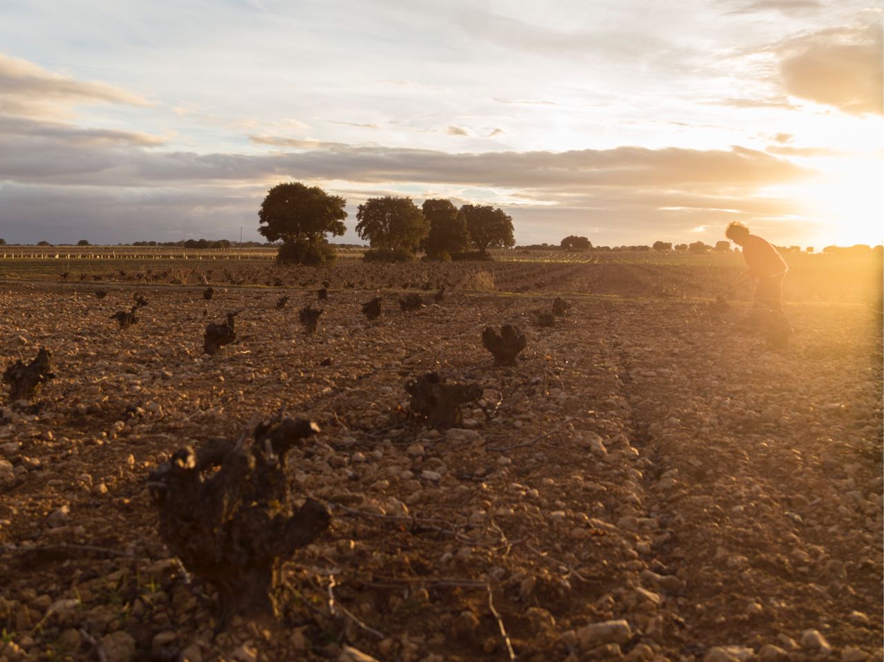 Lacueva old vines, rocky soils.jpeg