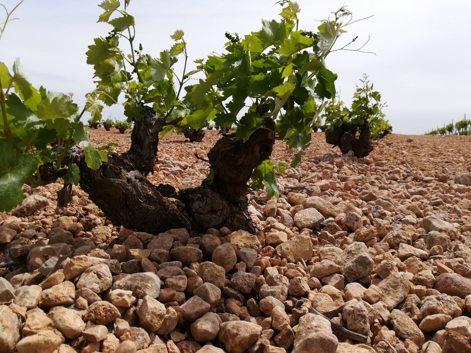 Old vines, rocky soils.jpeg