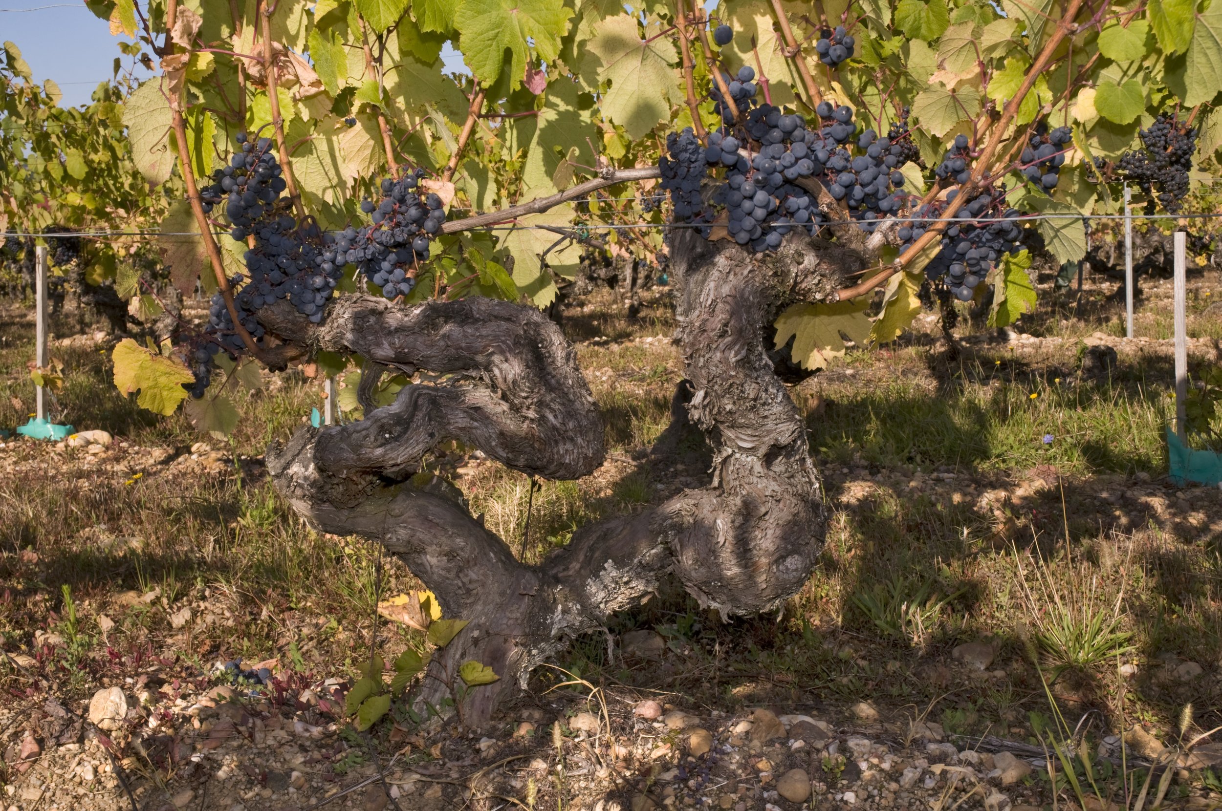 Old Malbec vines Ch Pineraie.jpg