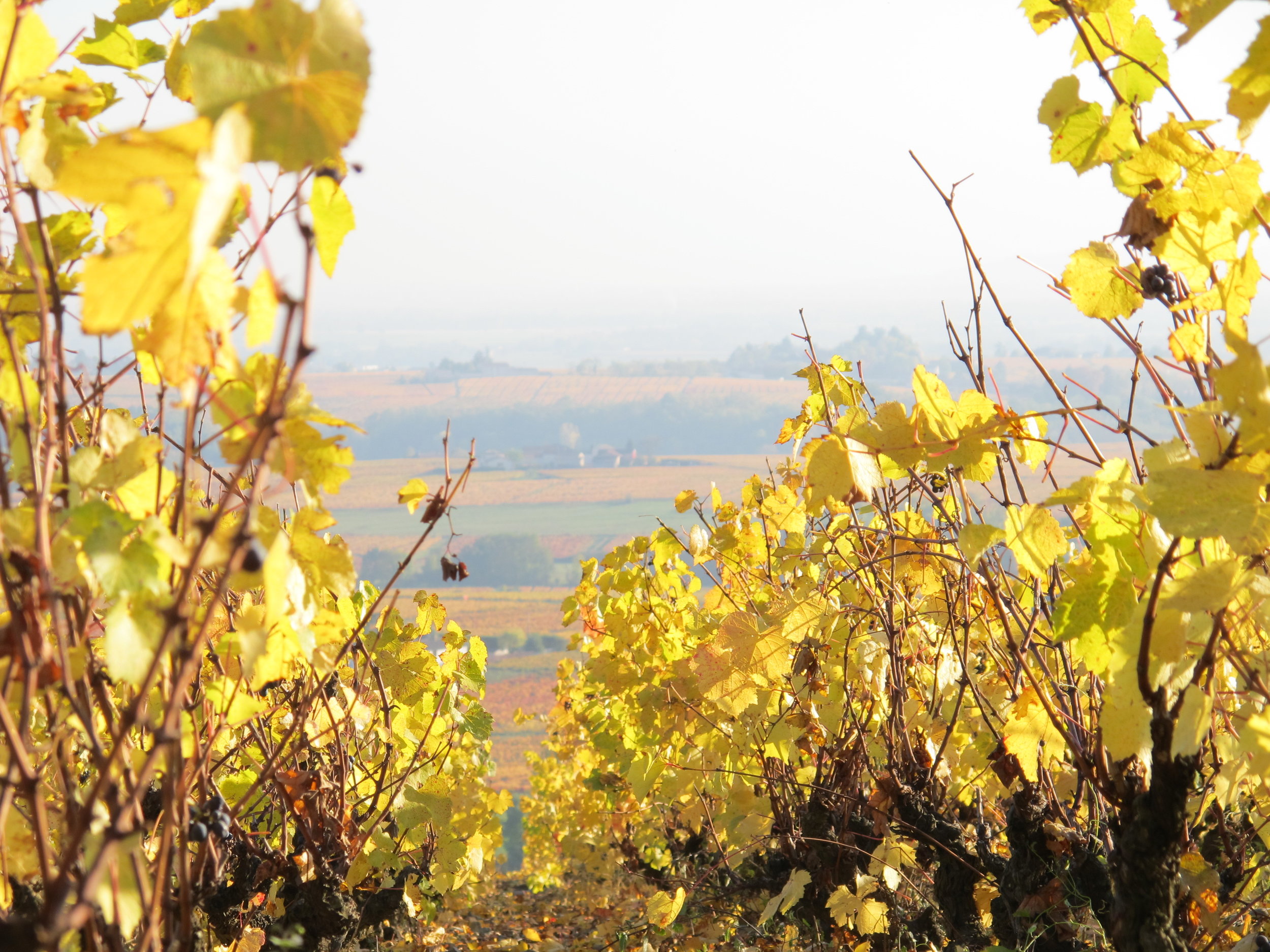Vines in Autumn closeup.JPG