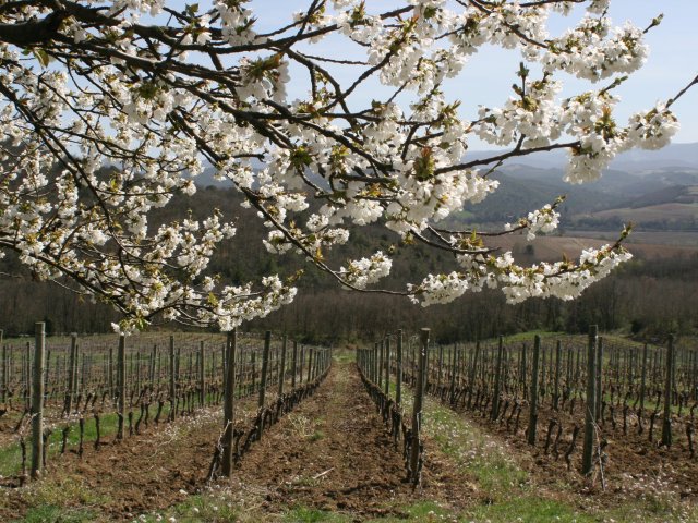 Domaine Begude blossoming tree and vines.jpg