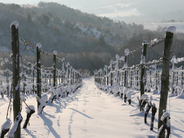 Vineyard in winter.jpg