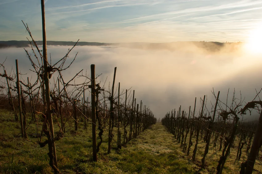 terroir-1.jpg