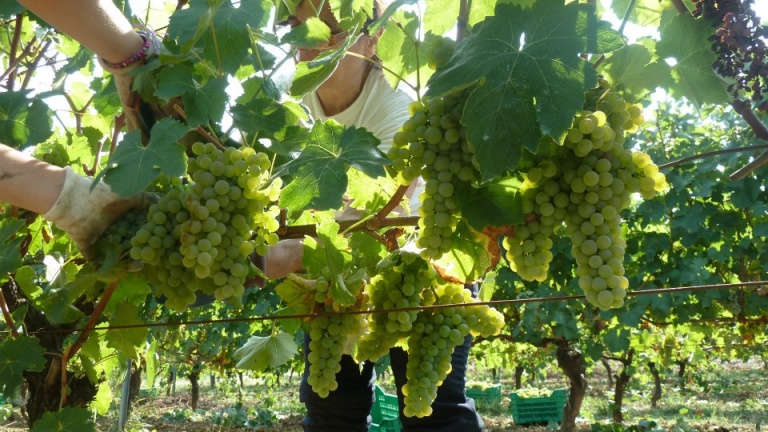Verdicchio, vino, vitigno, storia, caratteristiche organolettiche del grande vino bianco delle Marche.jpg
