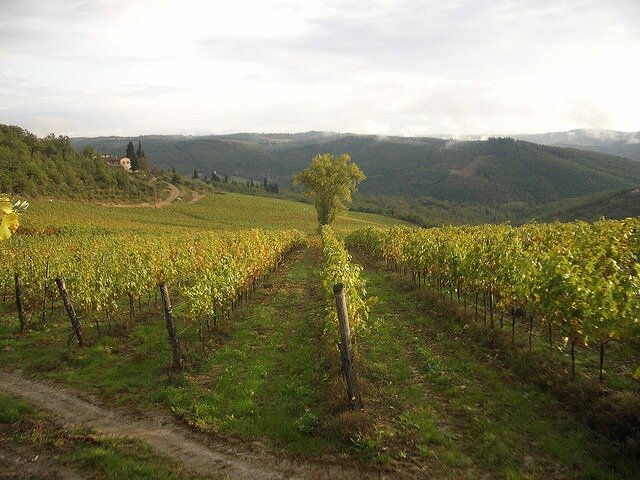 vineyards.jpg